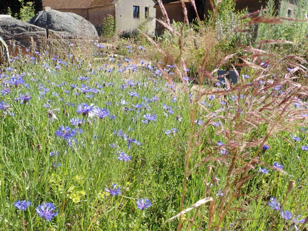 Bleuet des champs à l'Herbularium