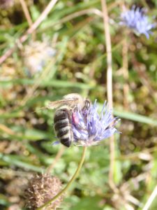 Abeille au pollen violet sur Jasione des Montagnes