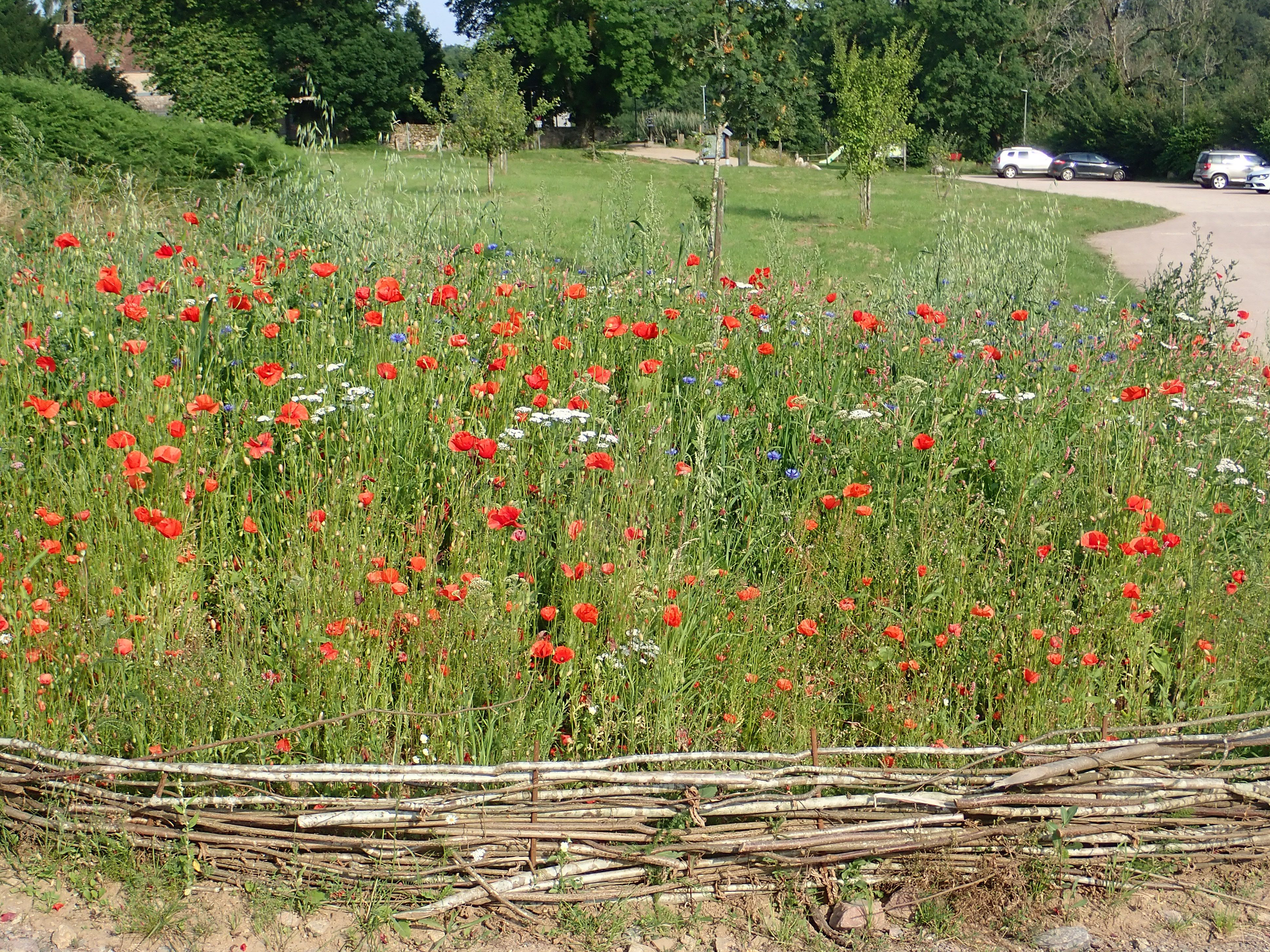 Fleurissement des fleurs des moissons à la maison du Parc