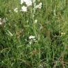 Achillée sternutatoire