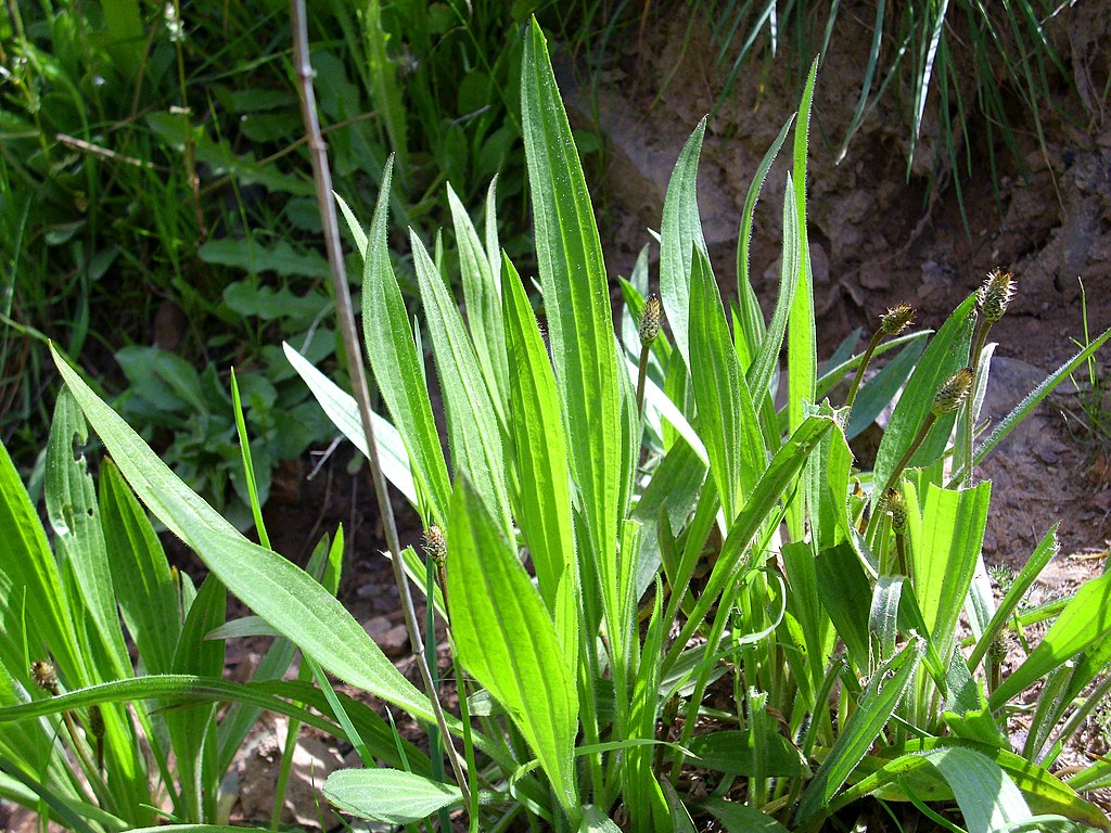 Plantes, graines et bulbes SAFLAX - Plantain lancéolé - 100 graines -  Plantago lanceolata 220010 - Cdiscount Animalerie