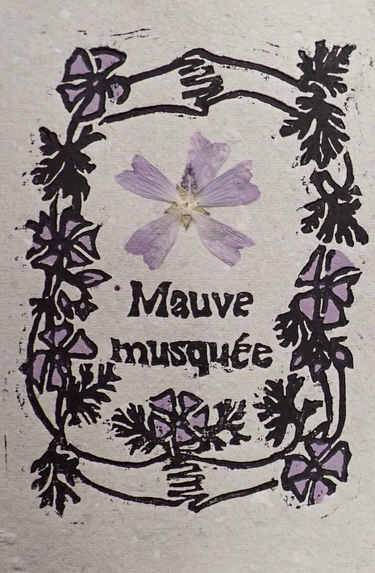 Carte a semer Mauve musquée