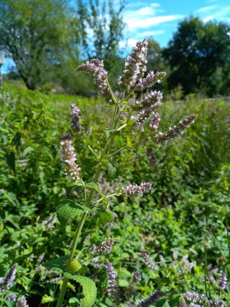 Menthe à feuilles longues, Mentha longifolia