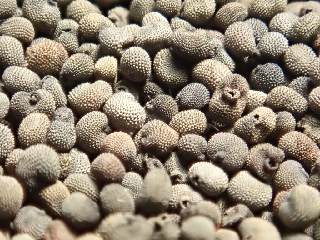 Graines de Compagnon rouge, Silene dioica