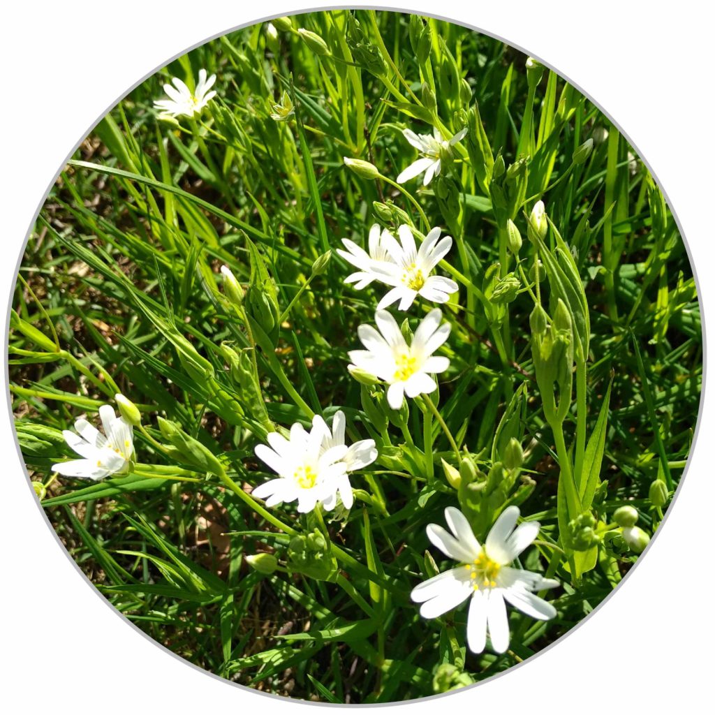 Plantes couvre sol
