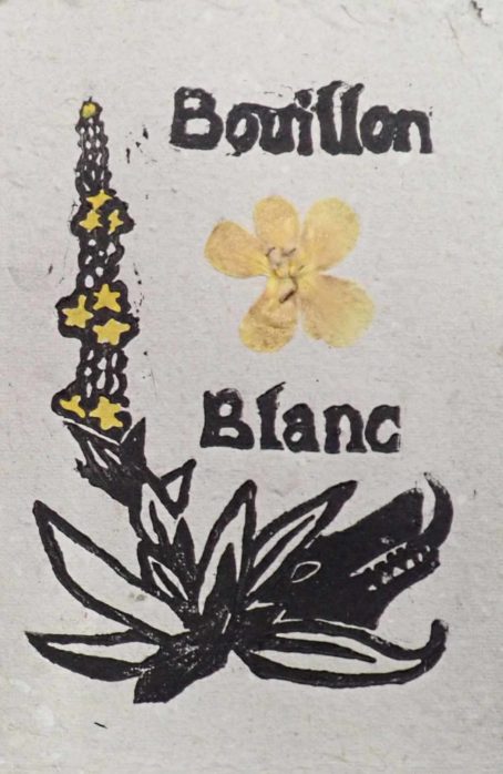 Carte a semer bouillon blanc