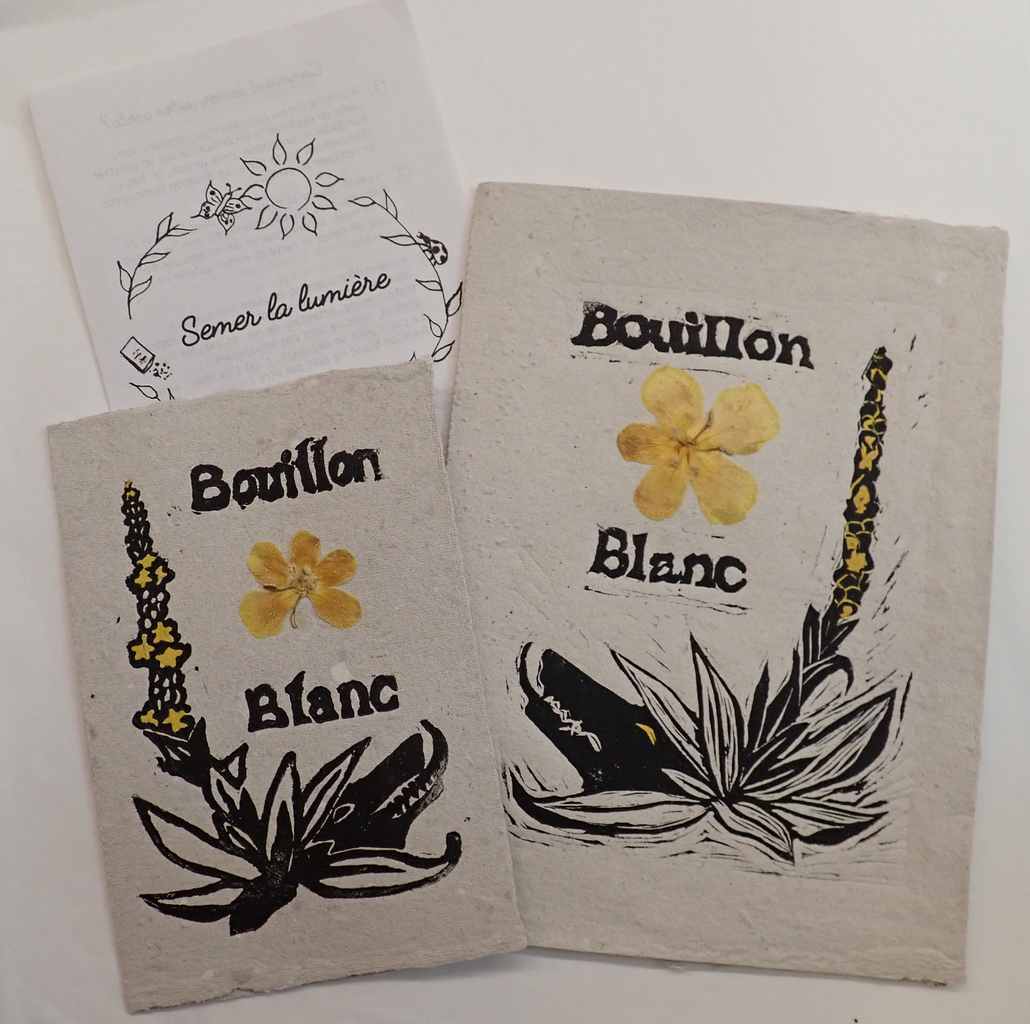 Cartes à semer Bouillon blanc