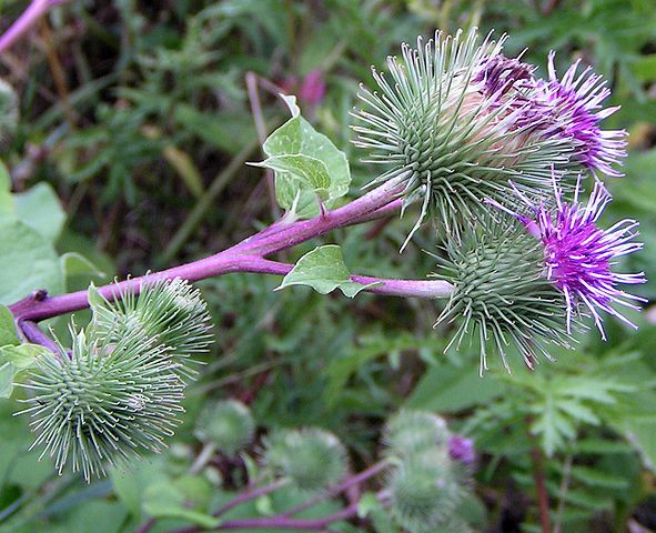 Grande Bardane, Arctium lappa