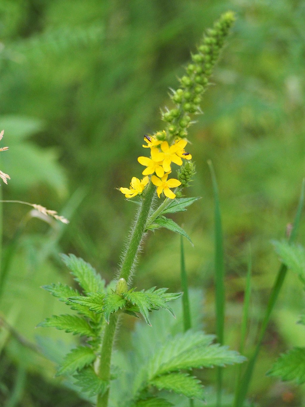 Aigremoine eupatoire, Agrimonia eupatoria