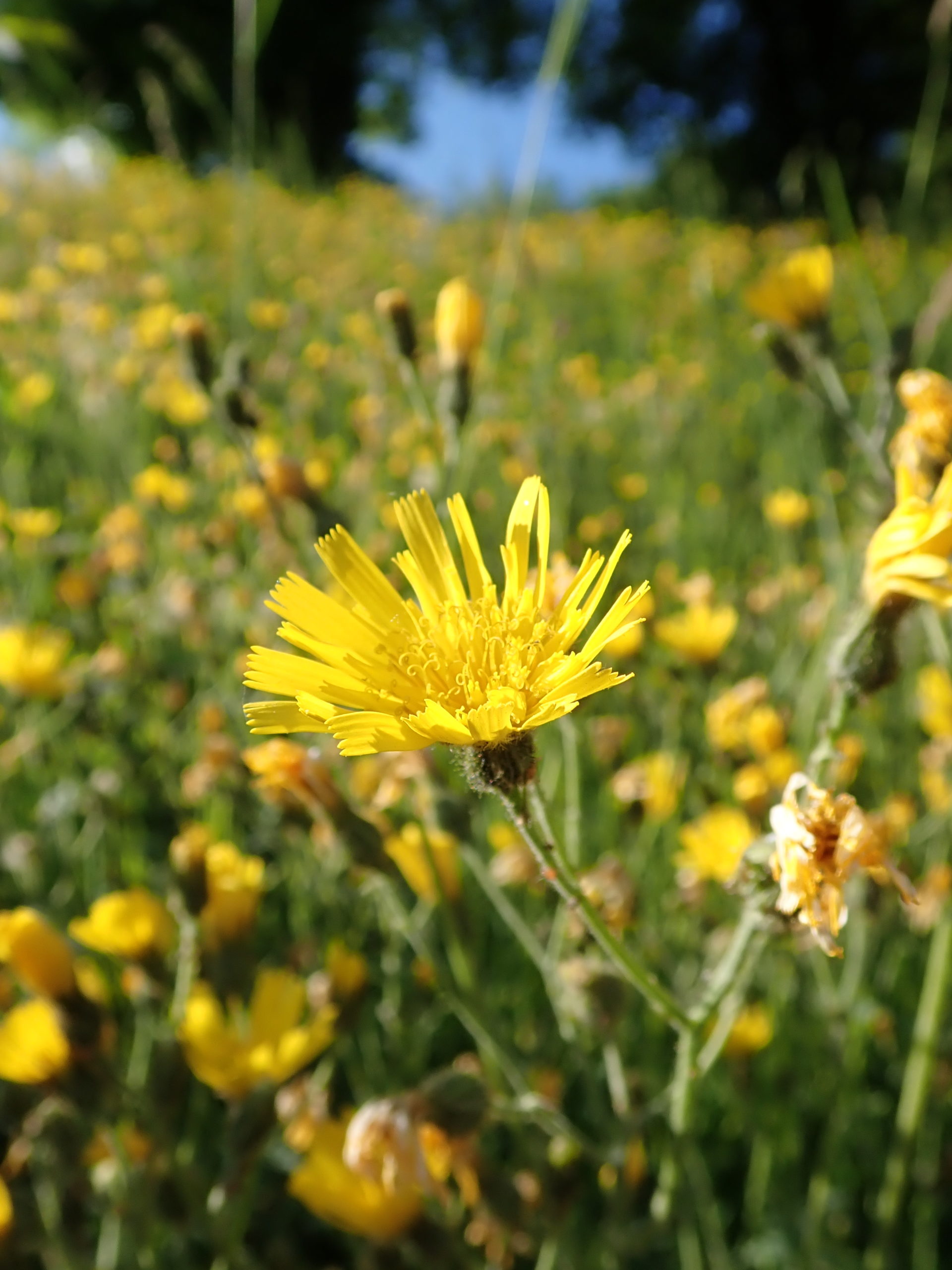 Épervière des murs, Hieracium murorum