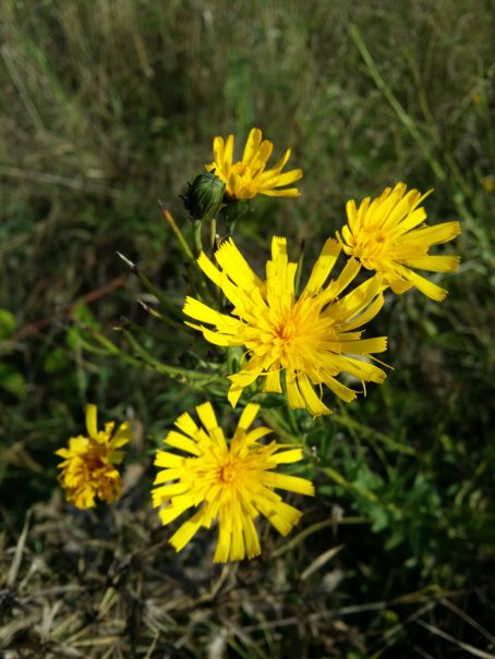 Épervière en ombelle