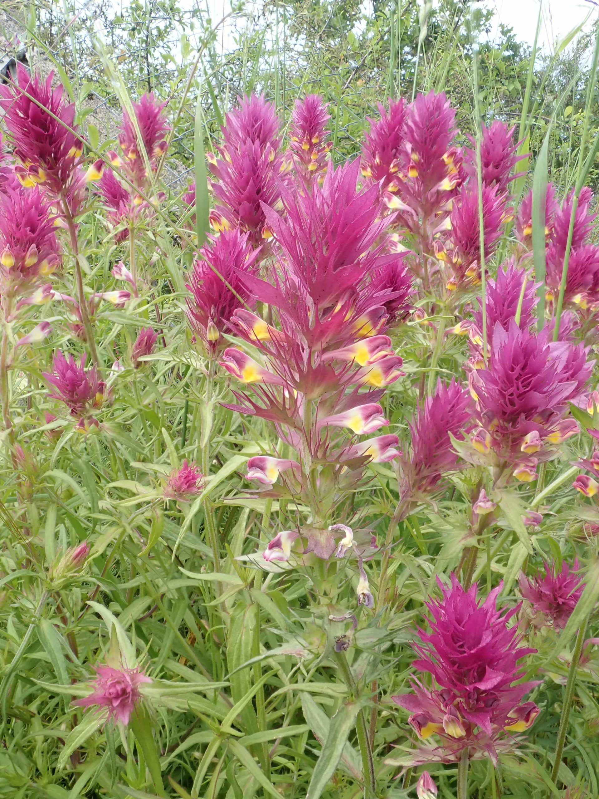 Mélampyre des champs, Melamyrum arvense