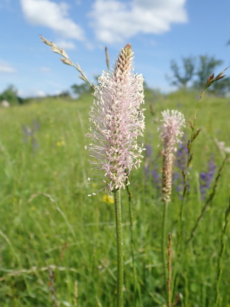 Plantain blanc