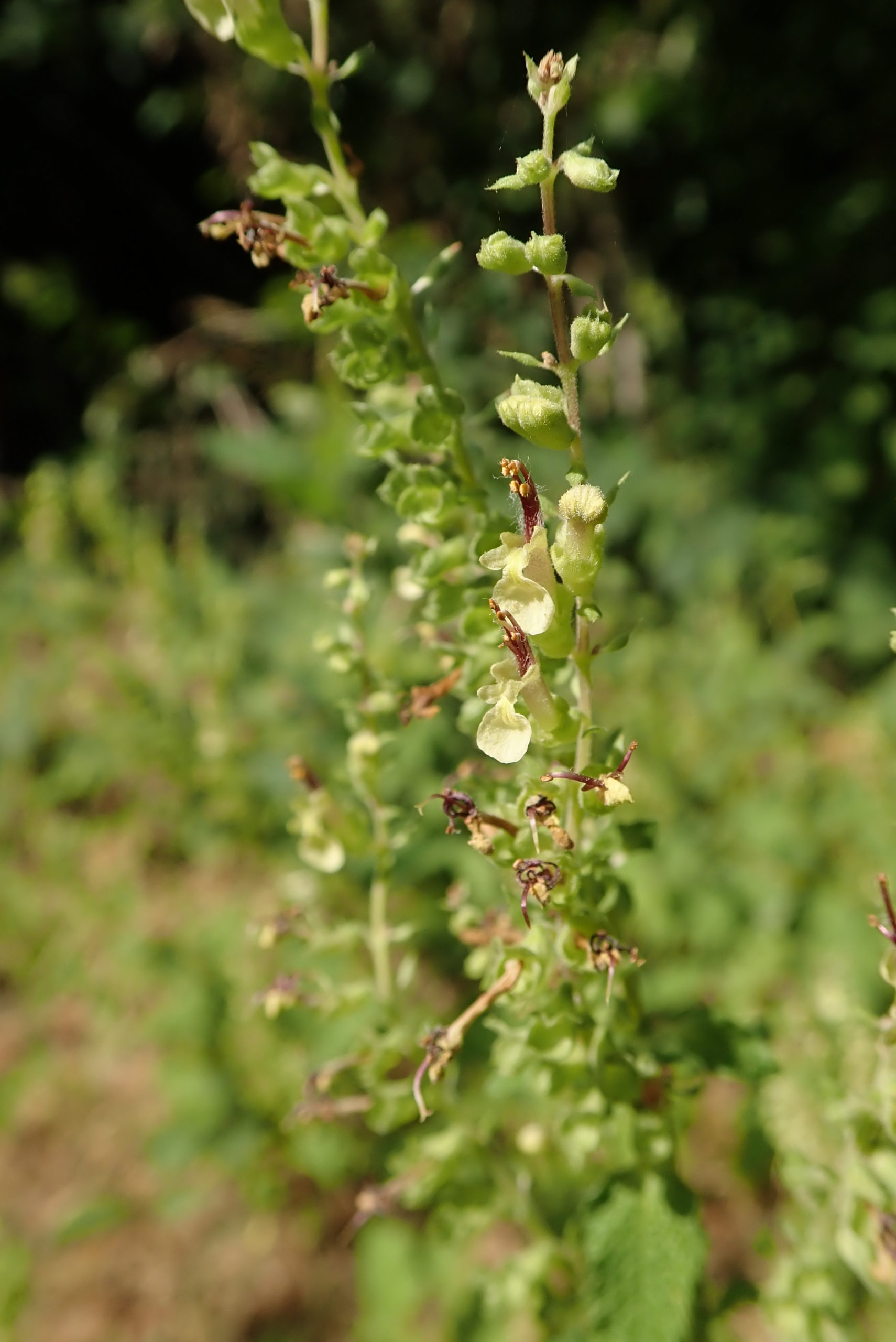 Germandrée, Sauge des bois