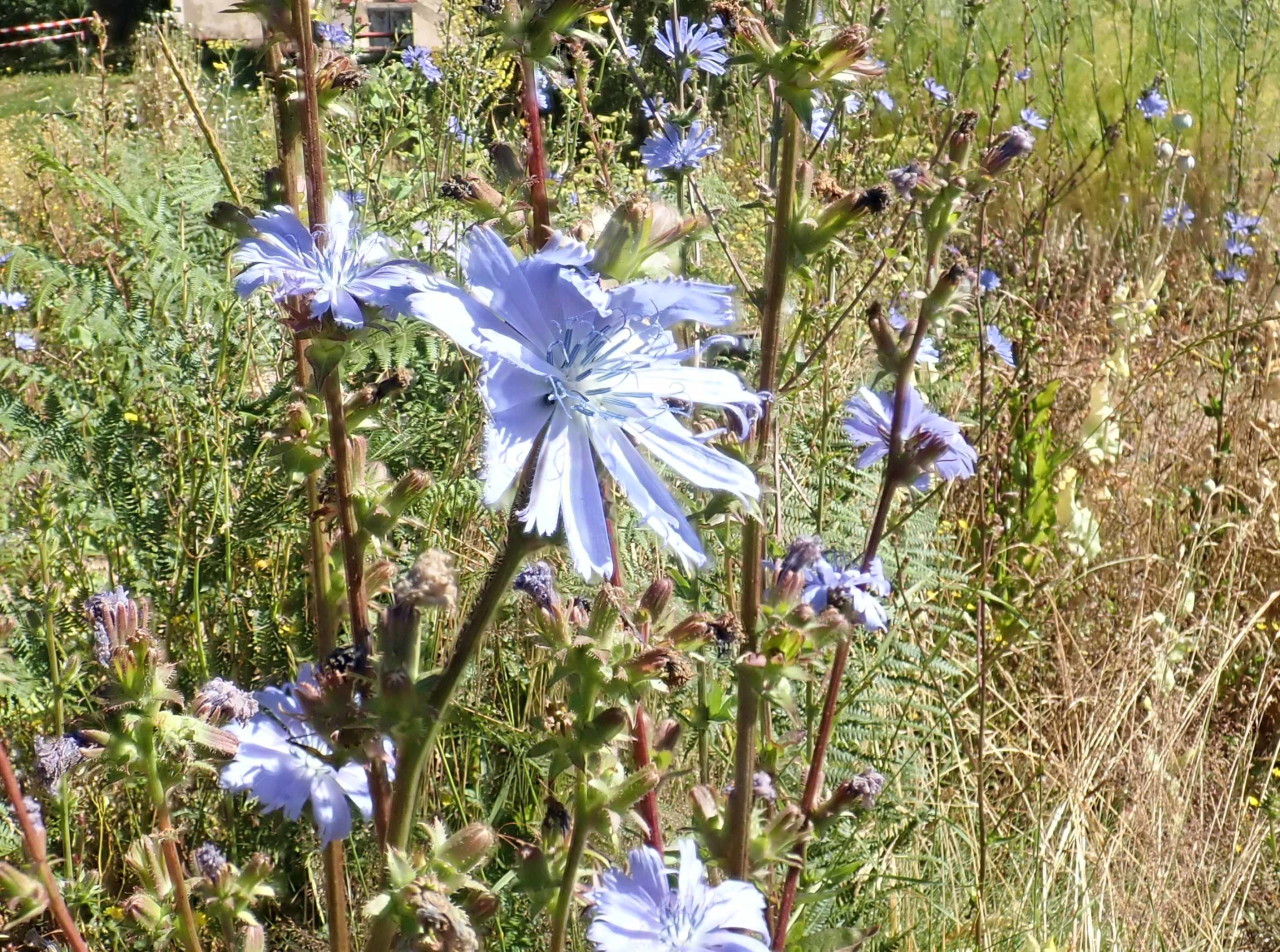 Chicorée sauvage