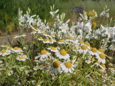 Grande Camomille, Tanacetum parthenium