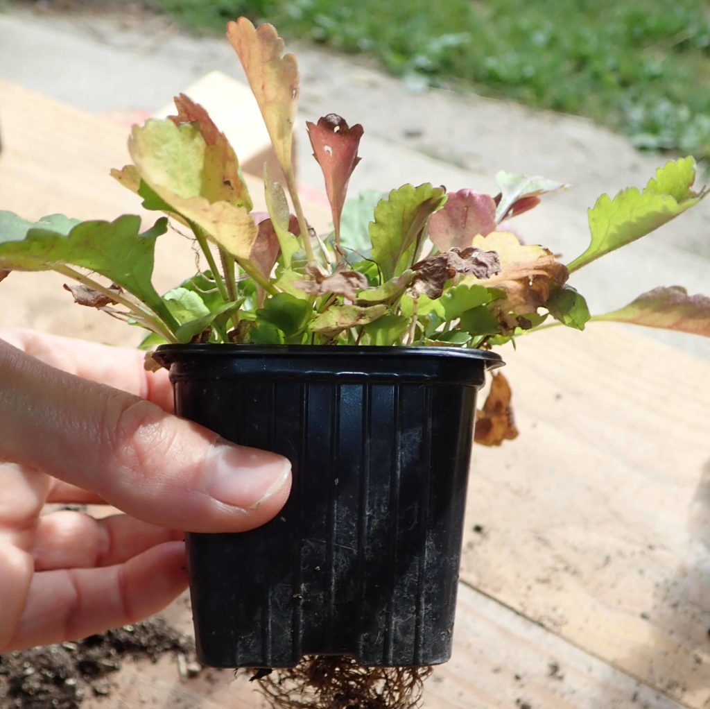 Plant de Marguerite