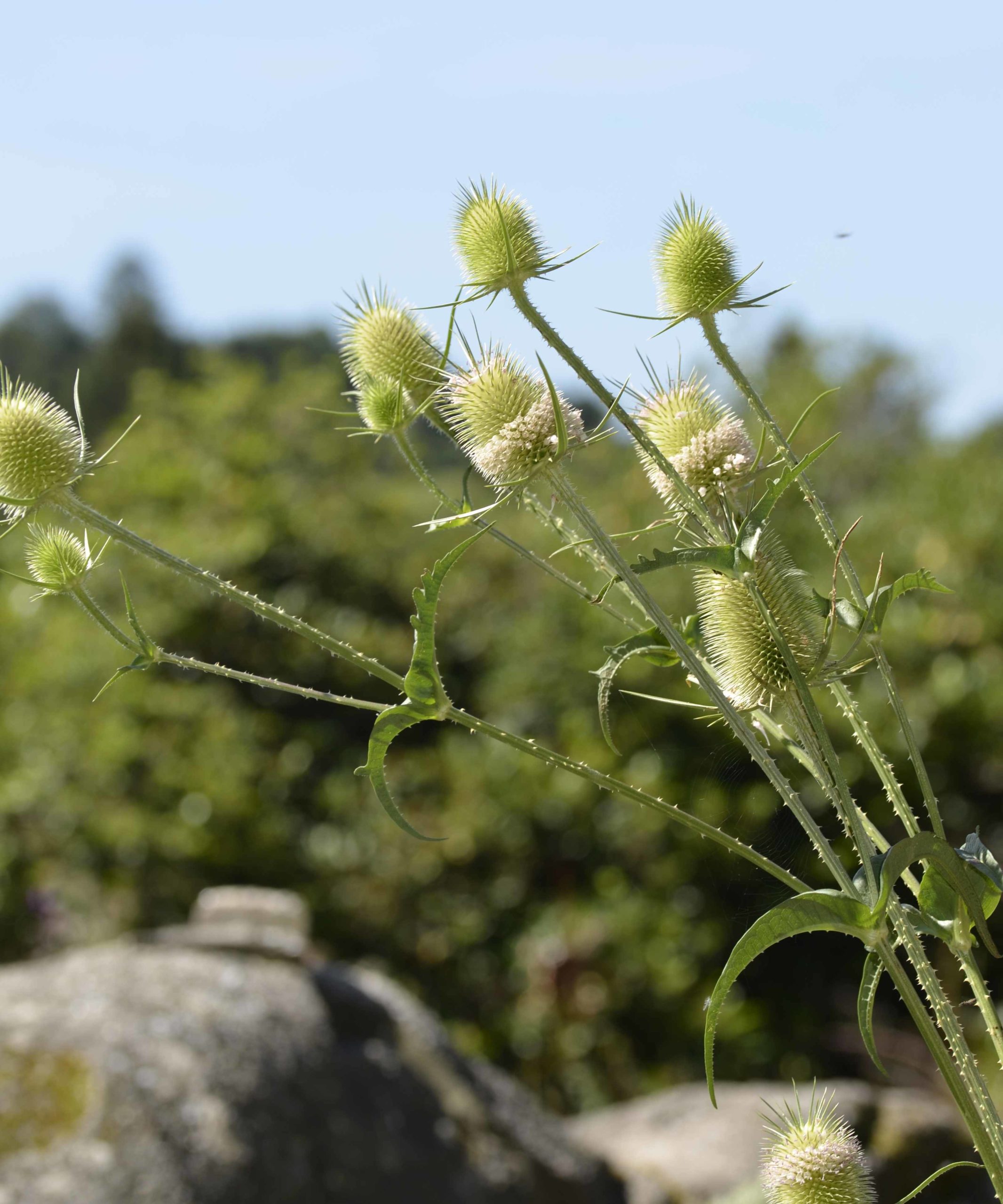 Cardère laciniée, Dipsacus laciniatus