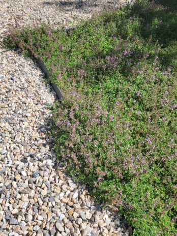 Tapis Serpolet Faux Pouliot