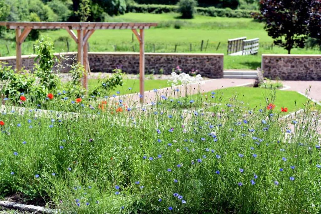 Annuelles en fleur la première année de fleurissement de l'accotement, Blanot 21