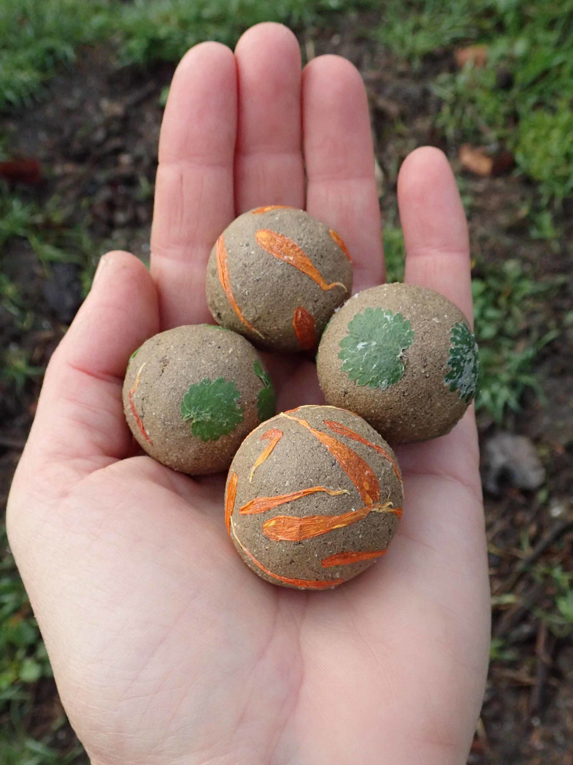 Billes de graines de fleurs champêtres