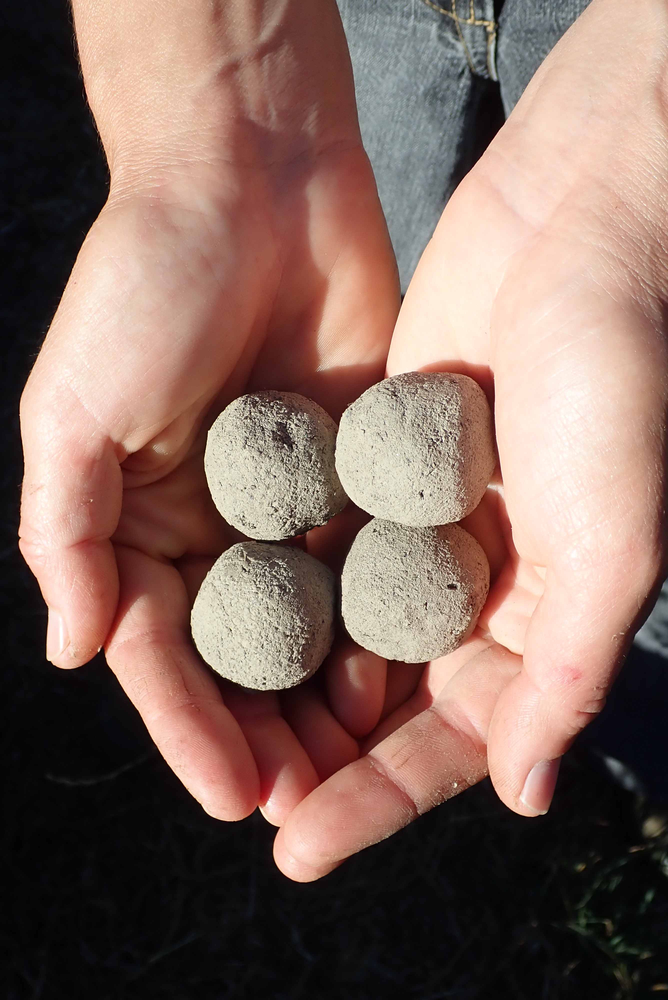 Billes de graines