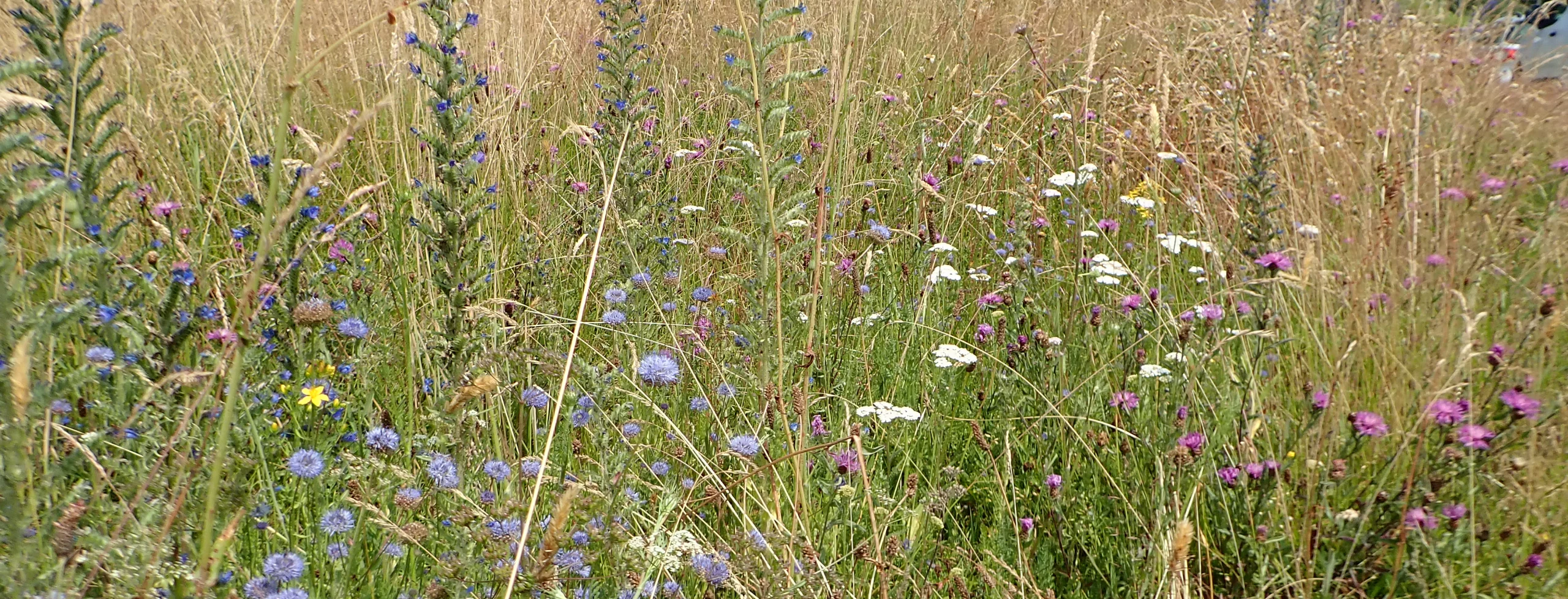 bande fleurissement sauvage