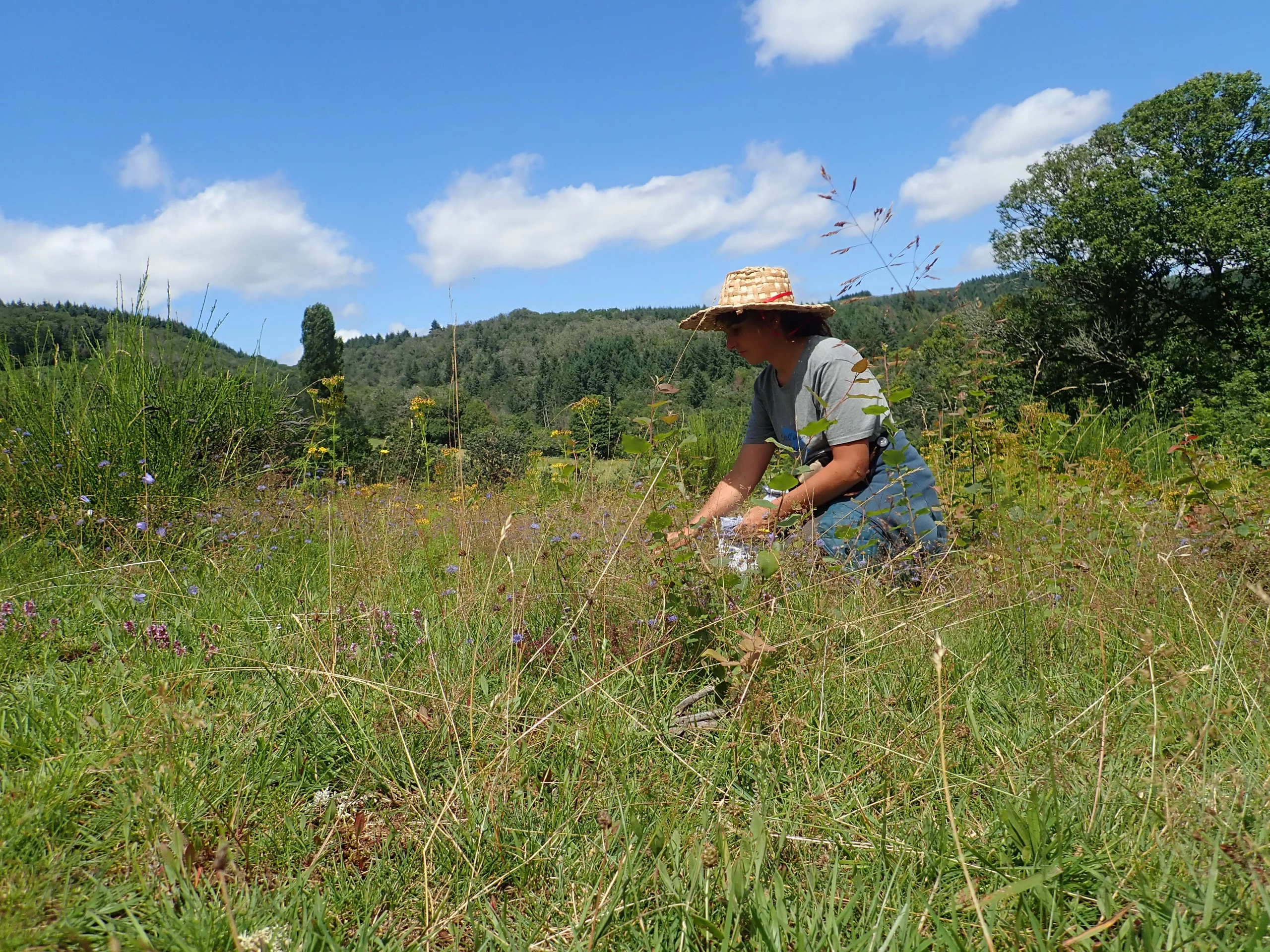 Cueillette Silenes Graines du Morvan