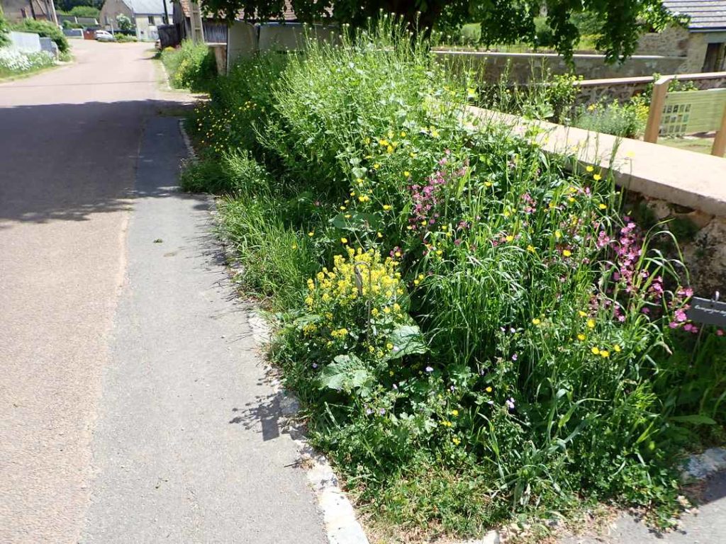Muret du jardin, Blanot 21, 2ème année