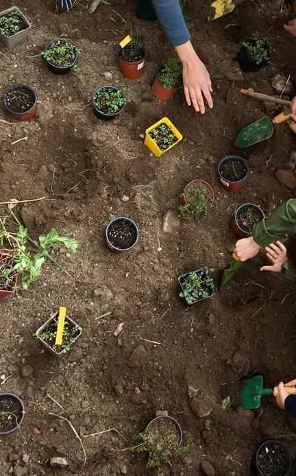 plantations en terre