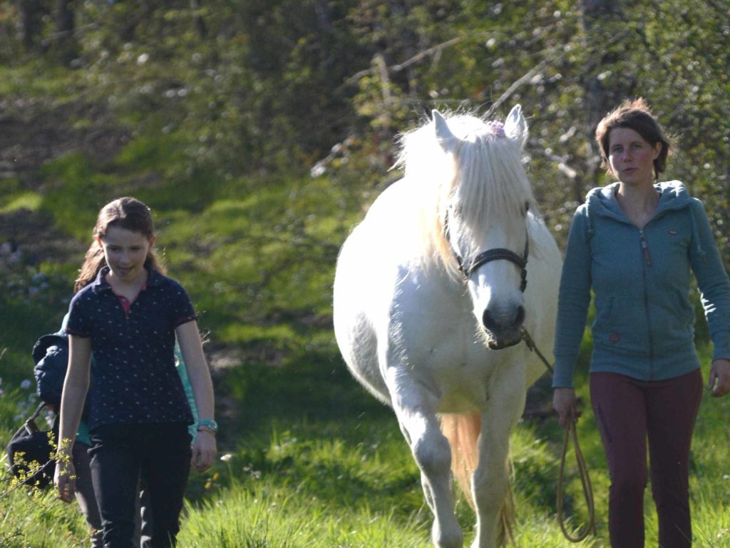 Balade à pied avec les chevaux