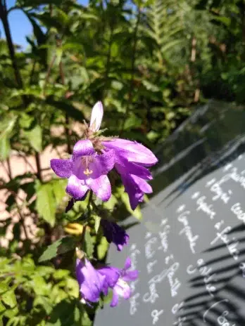 Campanule gantelée