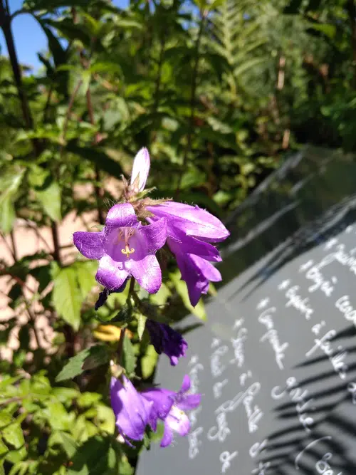 Campanule gantelée