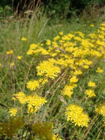 Millepertuis hirsute