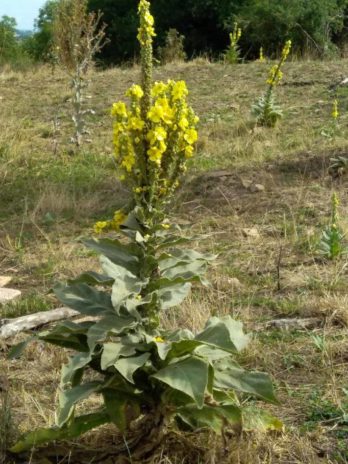 Bouillon ou Molène à fleurs denses