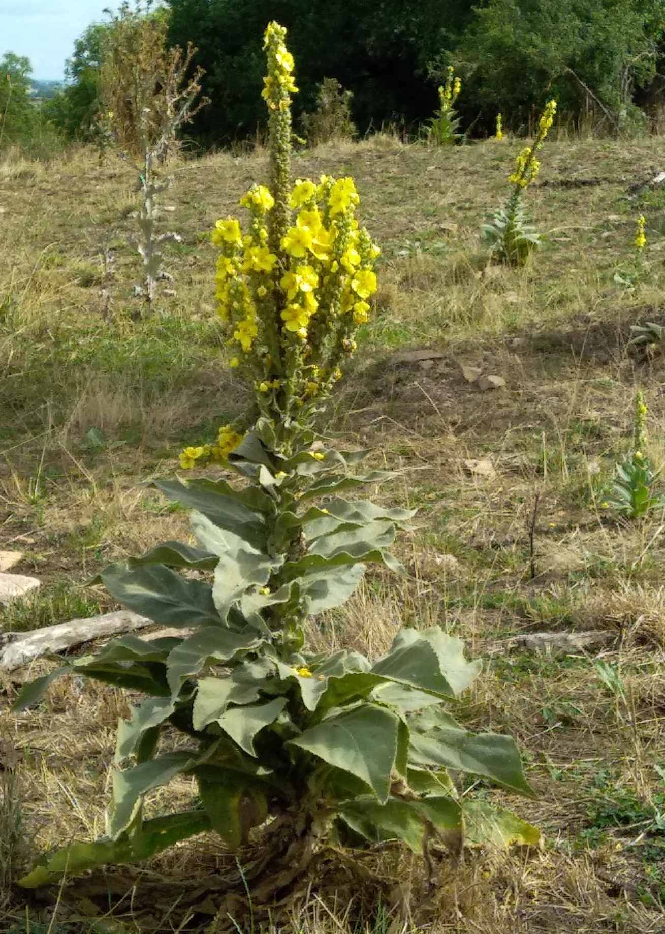 Molène à fleurs denses