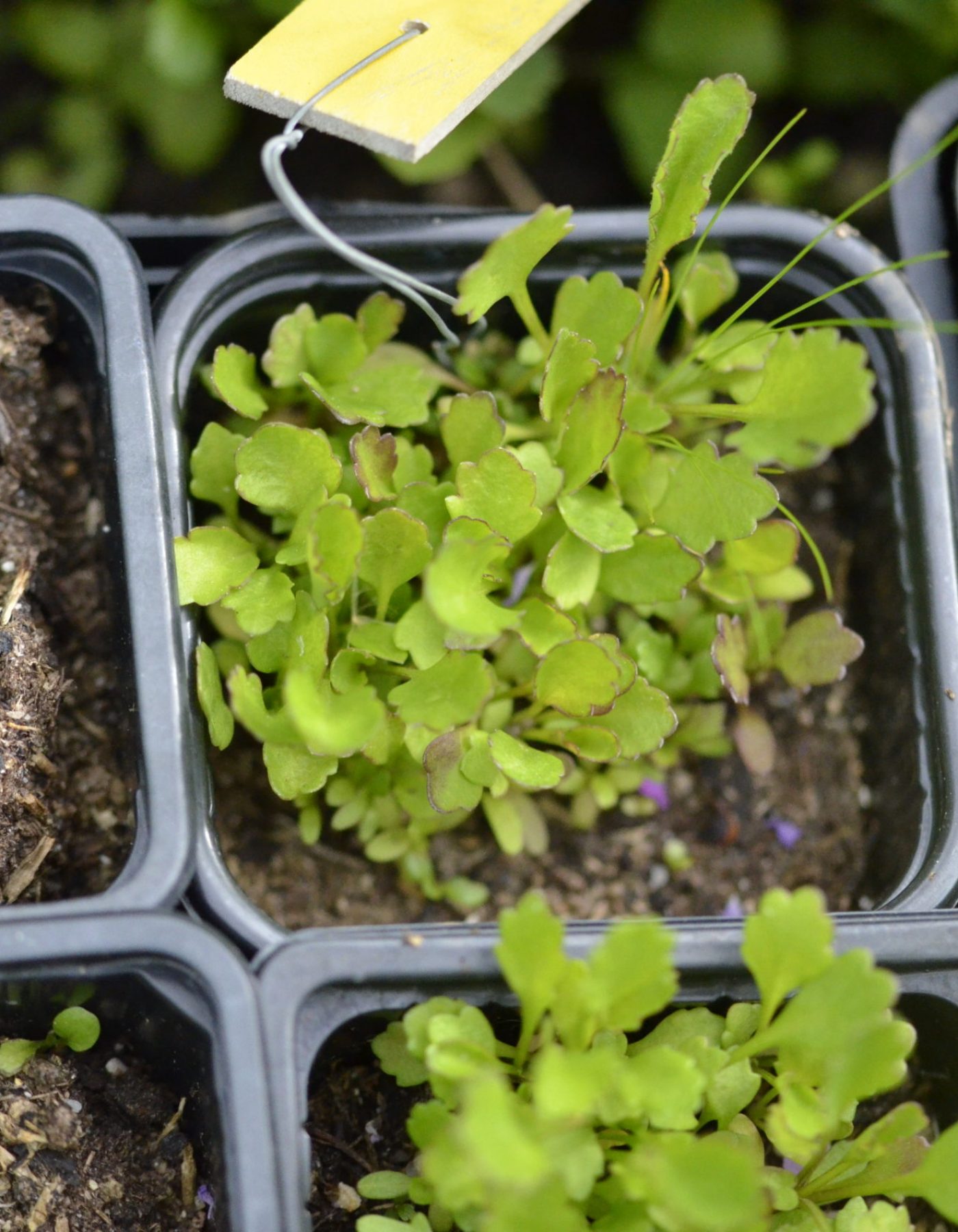 Plantules de Marguerite