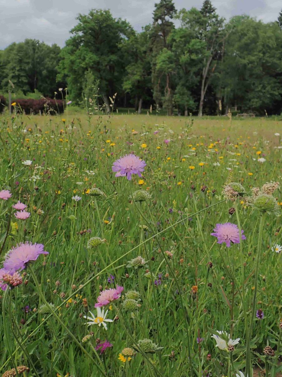 Prairie mésophile de la Maison du Parc